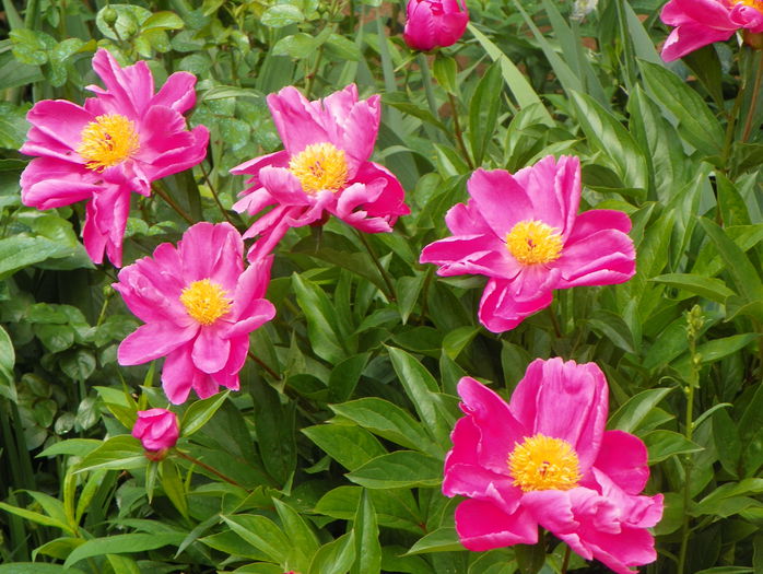 Dancing Butterfly - Bujori 2015