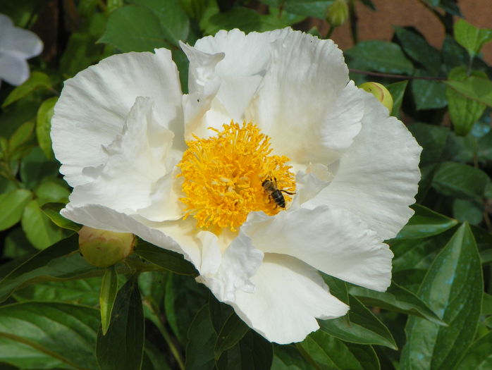 Krinkled White - Bujori 2015