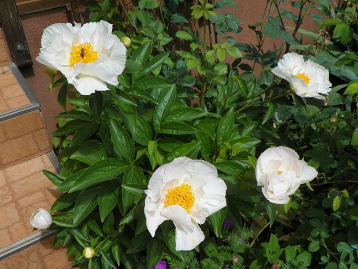 Krinkled White - Bujori 2015