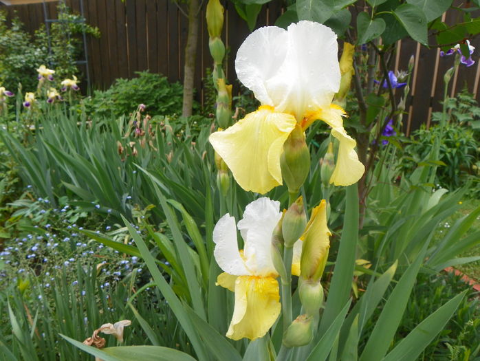 Glacier Gold - Irisi 2015 - 1