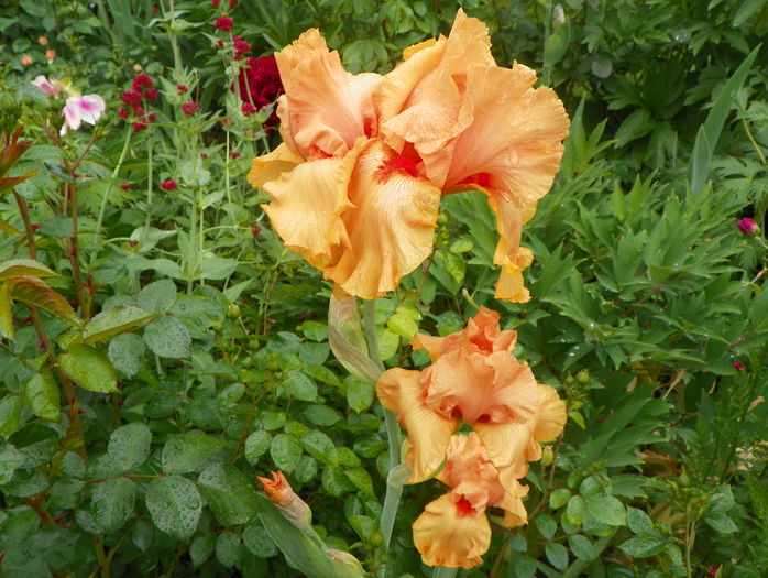 Good Show - Irisi 2015 - 1