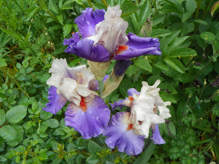 Hot Gossip - Irisi 2015 - 1