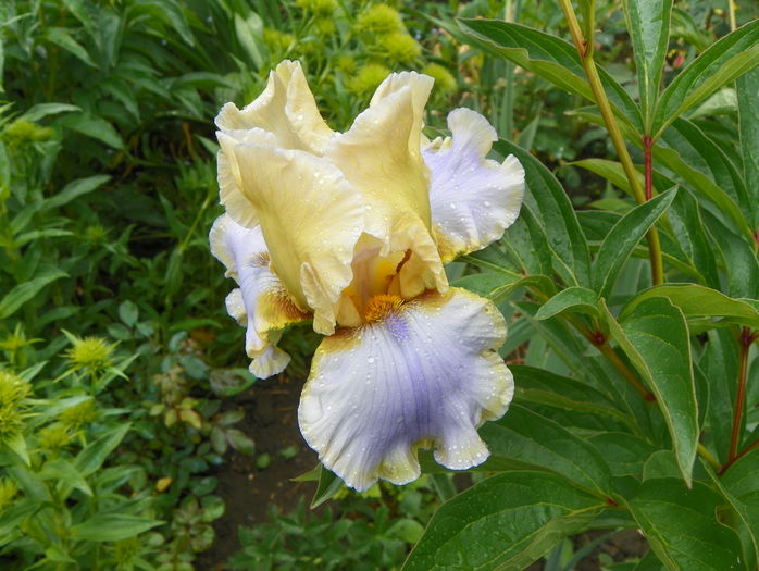 Muted Melody - Irisi 2015 - 1