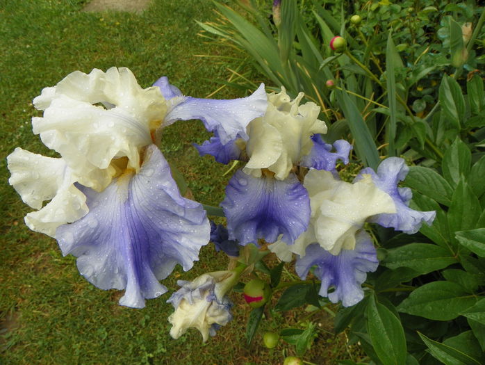 Stairway to Heaven - Irisi 2015 - 1