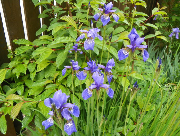 sibirica Blue King