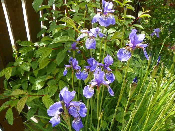 sibirica Blue King