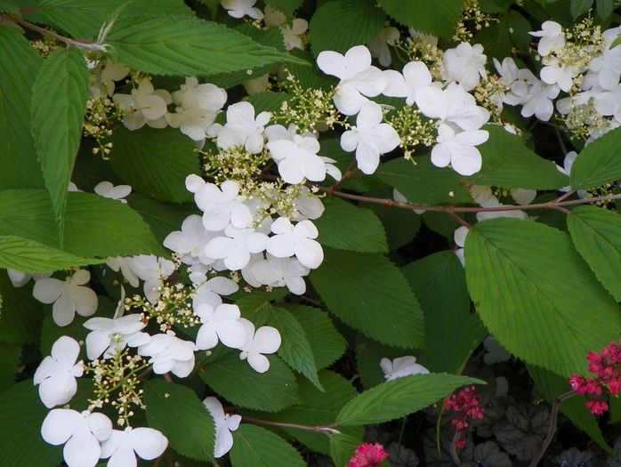 viburnum plicatum Lanarth - Copacei si arbusti 2015