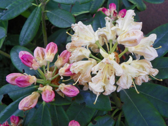 rhododendron Percy Wiseman - Copacei si arbusti 2015