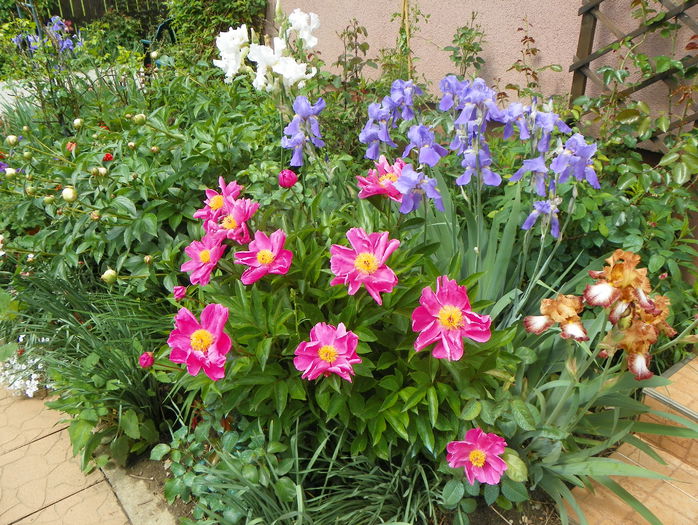 26 mai 059 - Gradina 2015