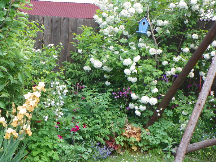 26 mai 090 - Gradina 2015