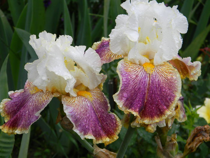 Sordid lives - Irisi 2015