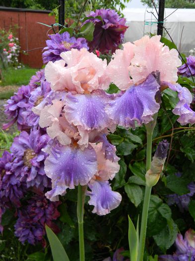 Florentine silk - Irisi 2015