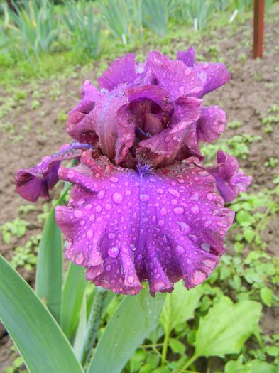 Feast of kings - Irisi 2015