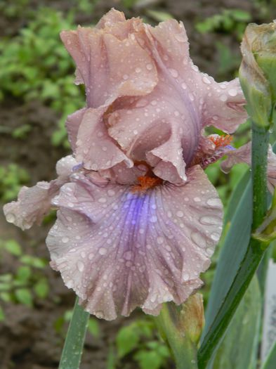 Coffee trader - Irisi 2015