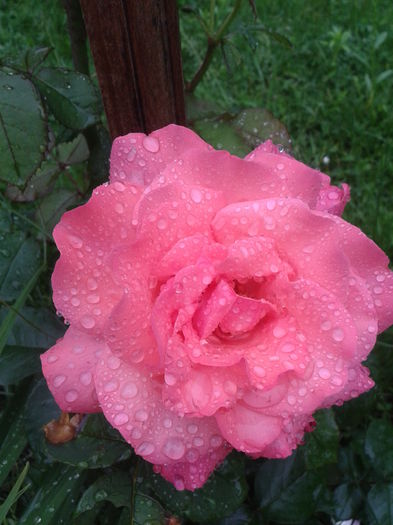 Fotografie-0122 - trandafiri