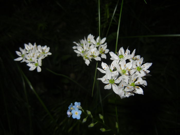 Triteleia hyacinthina (2015, May 13) Triteleia hyacinthina (2015, May 13)