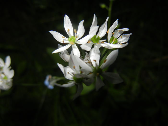 Triteleia hyacinthina (2015, May 13) Triteleia hyacinthina (2015, May 13)