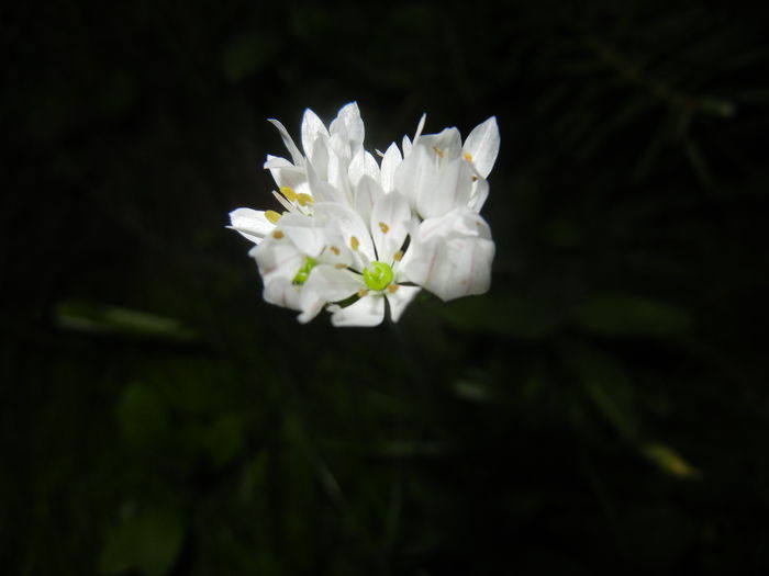 Triteleia hyacinthina (2015, May 13)