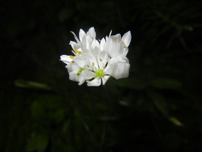 Triteleia hyacinthina (2015, May 13) Triteleia hyacinthina (2015, May 13)