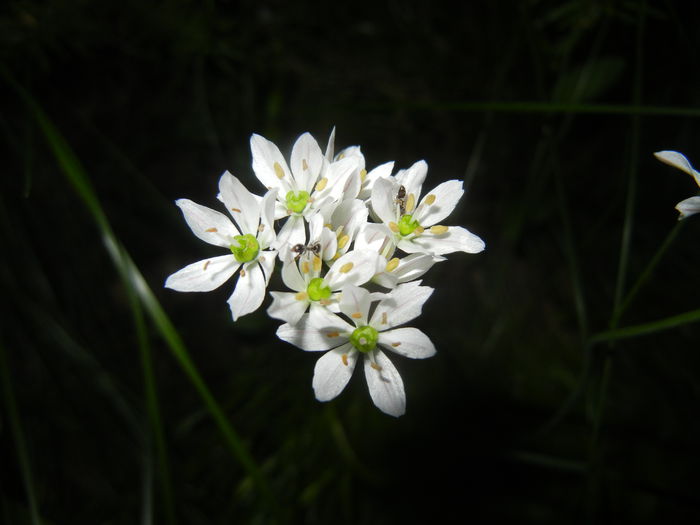 Triteleia hyacinthina (2015, May 13)