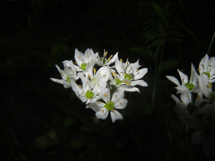 Triteleia hyacinthina (2015, May 15) - TRITELEIA Hyacinthina