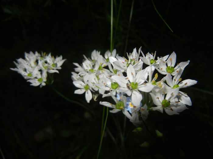 Triteleia hyacinthina (2015, May 15) - TRITELEIA Hyacinthina