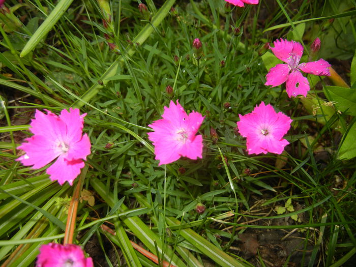 Dianthus Kahori (2015, May 16)