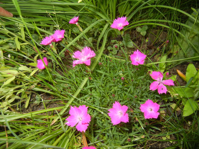 Dianthus Kahori (2015, May 16) - Dianthus Kahori