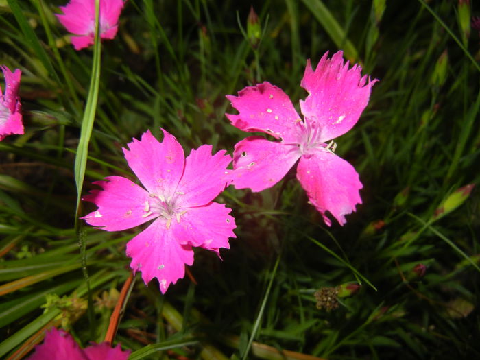 Dianthus Kahori (2015, May 17)