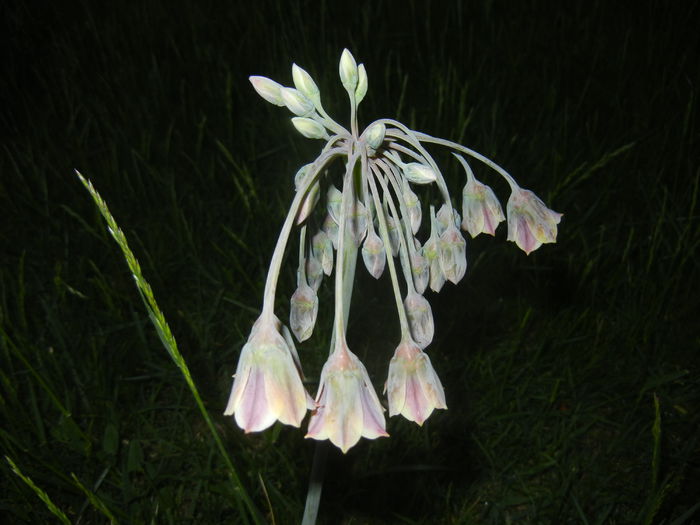 Allium siculum (2015, May 15)