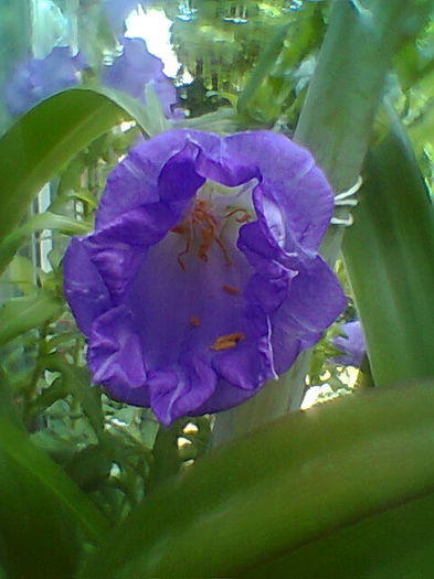 Kampanula Medium