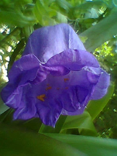 Kampanula Medium