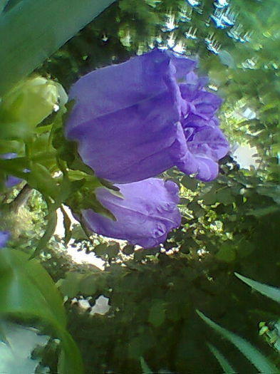 Kampanula Medium