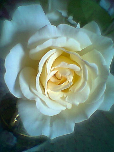 Fotogr.2298