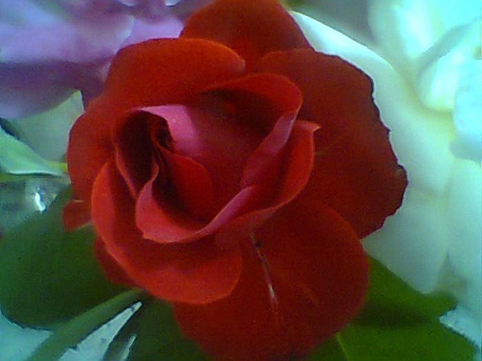 Fotogr.2300
