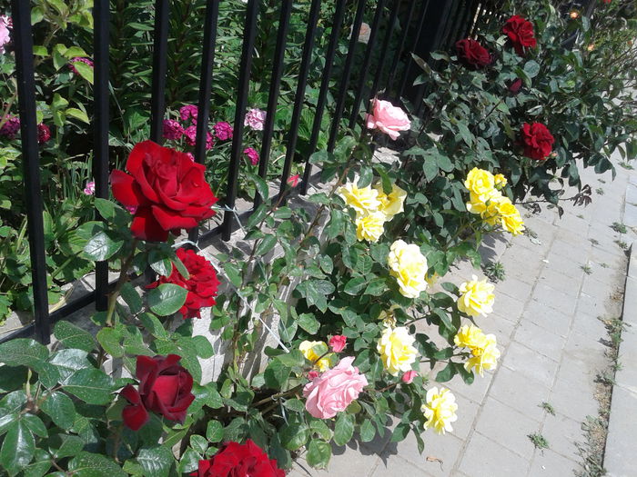 20150527_113036 - Trandafrii mei de pe trotuar