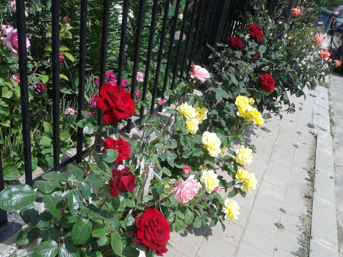 20150527_113046 - Trandafrii mei de pe trotuar