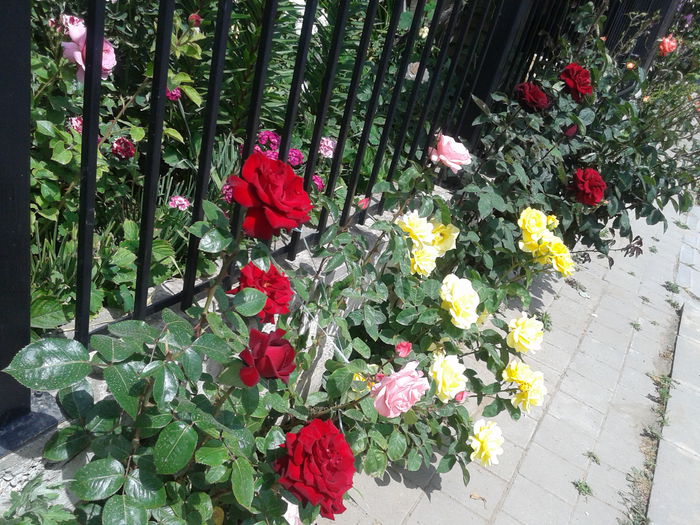 20150527_113052 - Trandafrii mei de pe trotuar