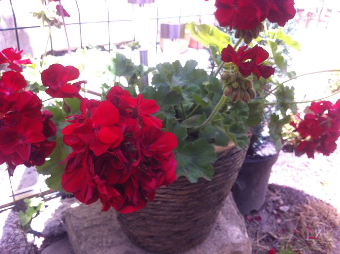 image - vara in gradina si in jardiniere