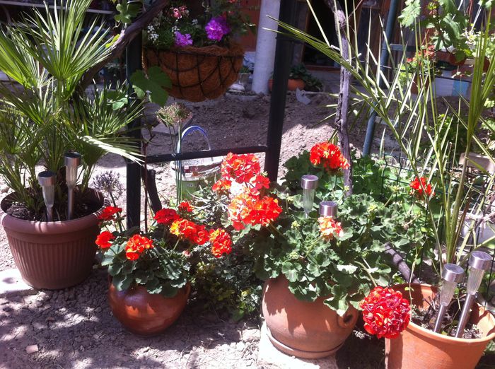 image - vara in gradina si in jardiniere