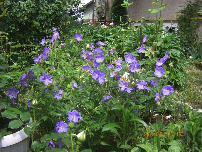 geranium jonsons blue - gradina 2015