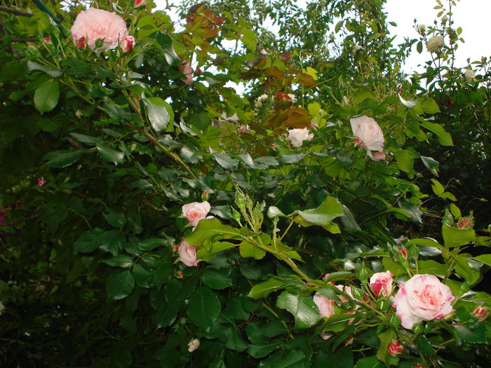 Rosenstadt Freising