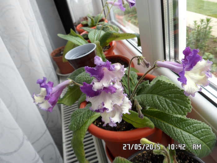 silvia - streptocarpus 2015