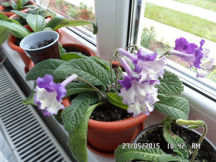 silvia - streptocarpus 2015