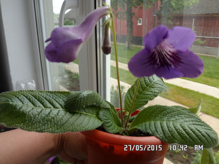 albastru - streptocarpus 2015