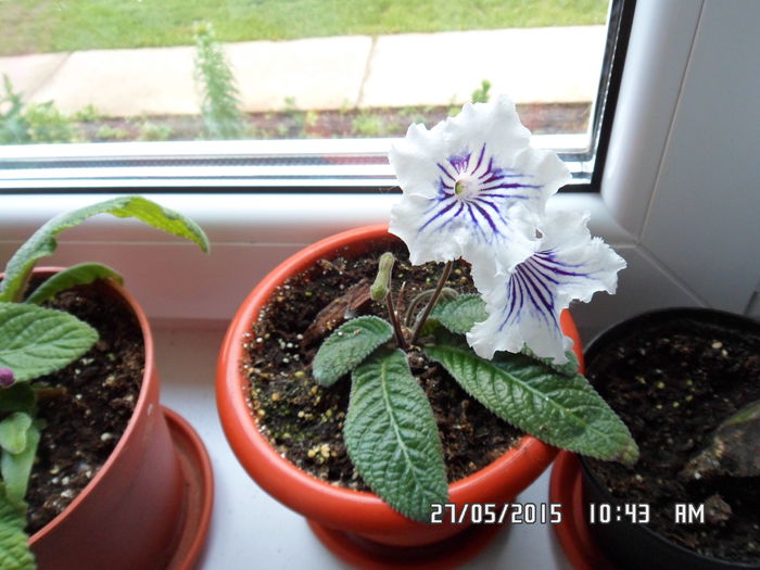 guidelines - streptocarpus 2015