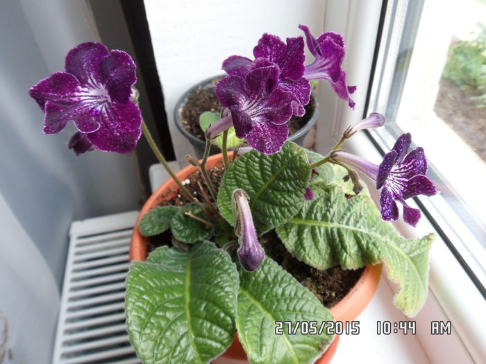 bristoll s trector bean