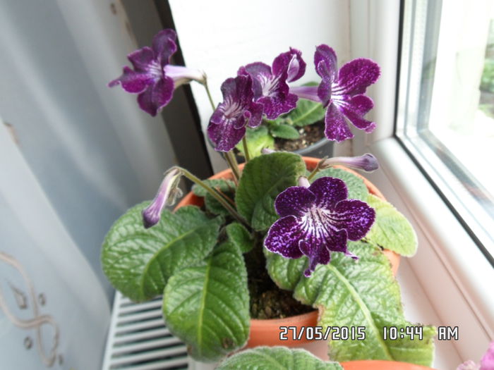 bristoll s trector bean