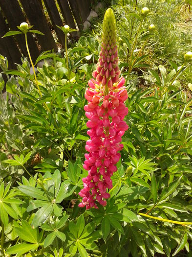 Fotografie0007 - AAAAA_LUPIN 2015_2017_2018_2019_2020