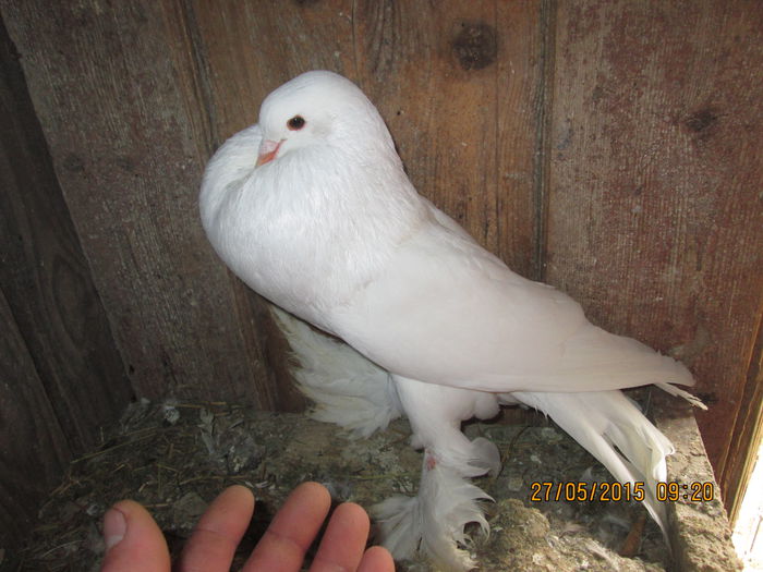 Picture 020